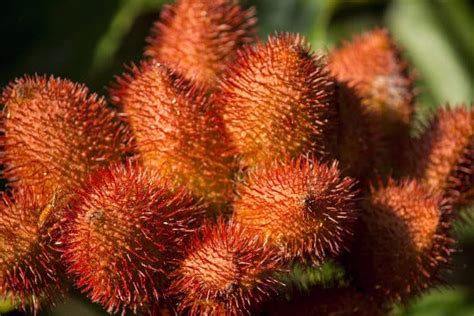  Annatto Processing for Sustainable Food Coloring: Unveiling Nature's Vibrant Hues