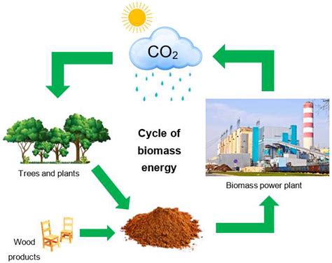  Cashew Nut Shells: Unleashing Industrial Potential for Sustainable Biofuels and Advanced Materials!