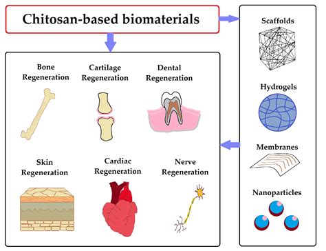  Chitosan: Biomaterial Tái Sinh & Giải Pháp Phân Hủy Sinh Học Hiệu Quả!