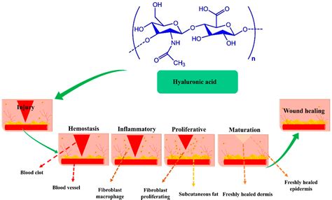  Hyaluronan - The Miracle Molecule for Wound Healing and Biomedical Applications!