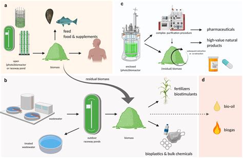 Is Inulin A Game-Changer For Bioplastic Production?!