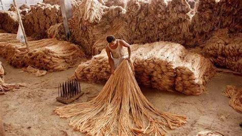  Jute:  A Sustainable Textile Wonder and Biocomposite Champion!