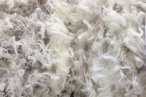 Wool Fiber: Unveiling Its Remarkable Properties for Industrial Textiles and Biocompatible Applications!