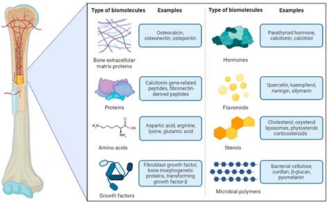  Zebra Mussel Protein: Revolutionary Material for Sustainable Bone Regeneration and Biocompatible Drug Delivery Systems!